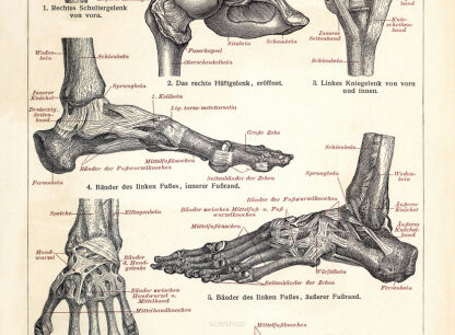 Anatomia