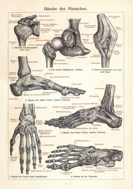 Plakat grafika ANATOMIA Ścięgna człowieka REPRINT