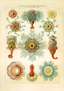 Plakat grafika Haeckel Formy Sztuki w przyrodzie 7 REPRINT