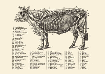 Plakat grafika ZWIERZĘTA Budowa Anatomia krowy Bydło REPRINT