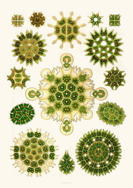 Plakat grafika Ernst Haeckel Formy Sztuki w przyrodzie 5 REPRINT