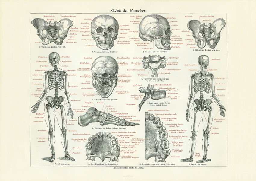 Plakat grafika ANATOMIA Szkielet budowa człowieka czaszka kości REPRINT