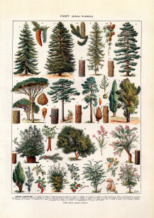 Plakat grafika ROŚLINY Plansza DENDROLOGIA Drzewa #4 REPRINT