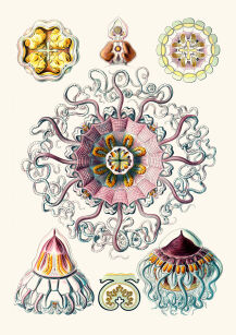 Plakat grafika Ernst Haeckel Formy Sztuki w przyrodzie 8 REPRINT