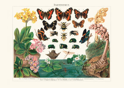 Plakat grafika OWADY Insekty Darwinizm REPRINT