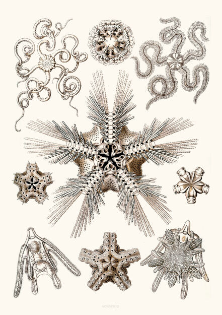 Plakat grafika Ernst Haeckel Formy Sztuki w przyrodzie 3 REPRINT