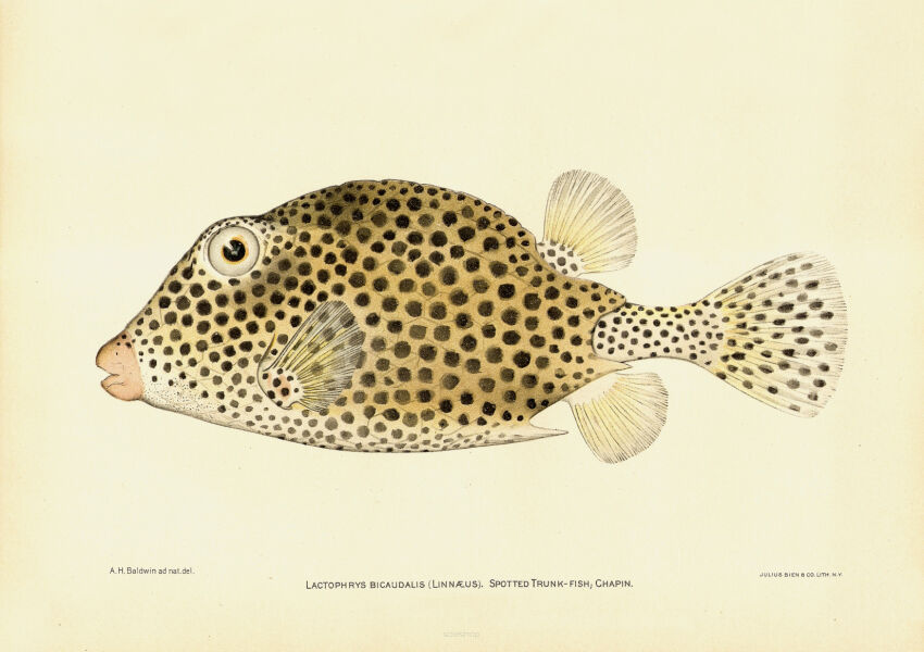 Plakat grafika ZWIERZĘTA Ryba morska Spotted trunk fish Kostera kropkowana REPRINT