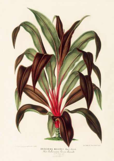 Plakat grafika ROŚLINY VAN HOUTTE Dracena REPRINT