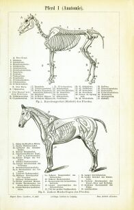 Plakat grafika ZWIERZĘTA Anatomia konia REPRINT