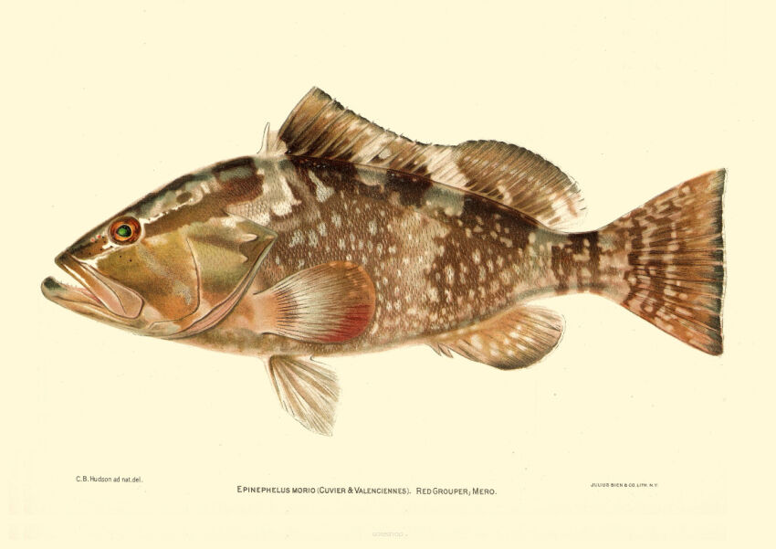 Plakat grafika ZWIERZĘTA Ryba morska Red grouper, Mero Granik morio REPRINT