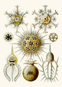 Plakat grafika Ernst Haeckel Formy Sztuki w przyrodzie 1 REPRINT