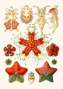 Plakat grafika Ernst Haeckel Formy Sztuki w przyrodzie 6 REPRINT