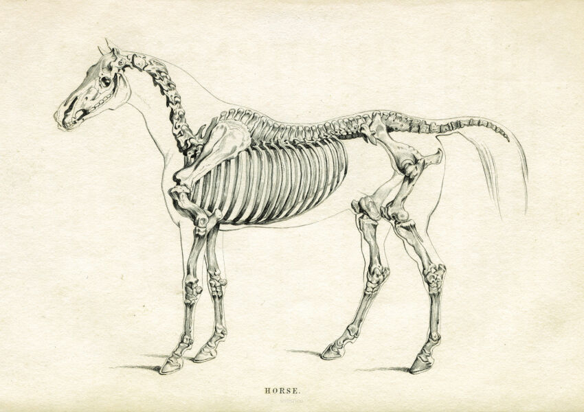 Plakat Rycina ZWIERZĘTA Koniowate anatomia konia szkielet REPRINT