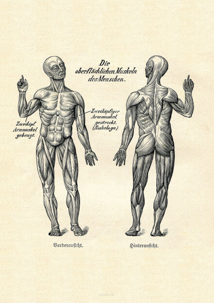 Plakat grafika ANATOMIA ŚCIĘGNA MIĘŚNIE CZŁOWIEKA REPRINT