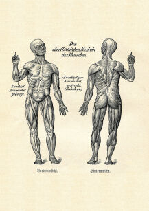 Plakat grafika ANATOMIA ŚCIĘGNA MIĘŚNIE CZŁOWIEKA REPRINT