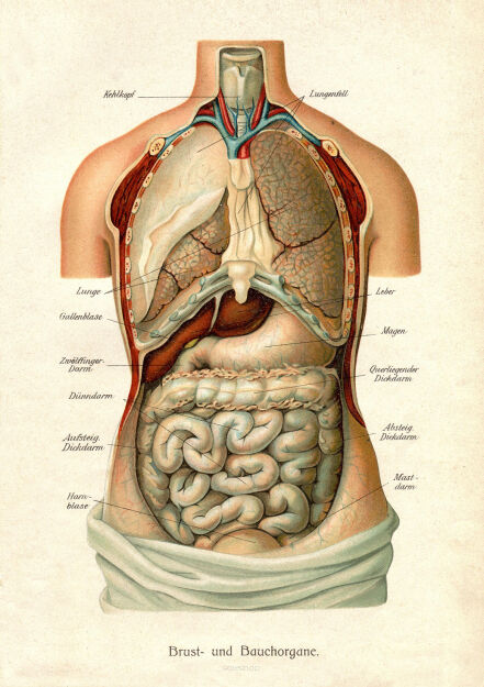 Plakat grafika ANATOMIA wnętrzności człowieka REPRINT