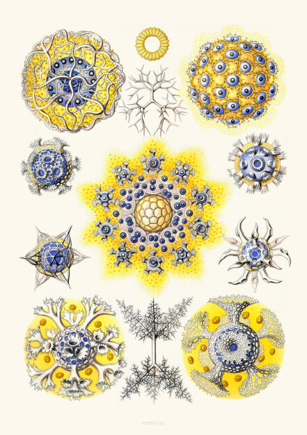 Plakat grafika Ernst Haeckel Formy Sztuki w przyrodzie 9 REPRINT