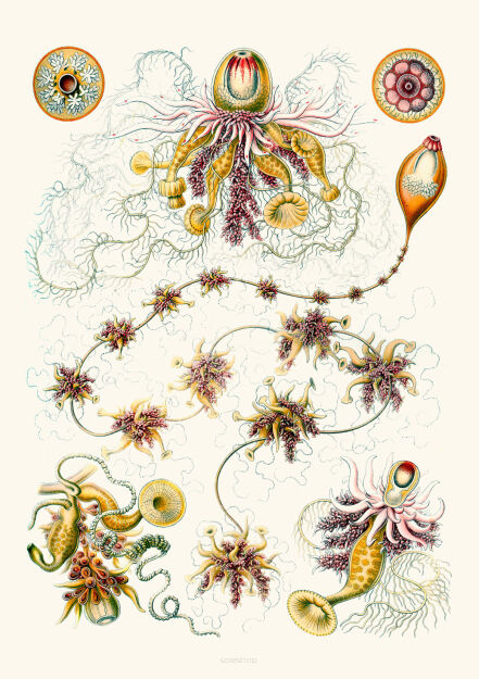 Plakat grafika Ernst Haeckel Formy Sztuki w przyrodzie 14 REPRINT