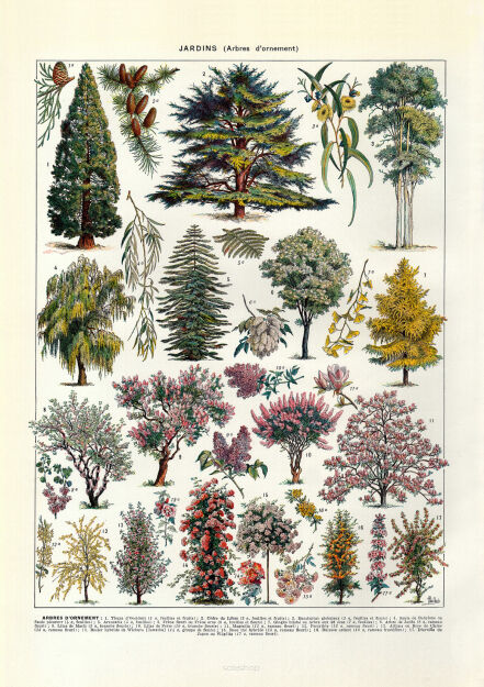 Plakat grafika ROŚLINY Plansza DENDROLOGIA Drzewa #1 REPRINT