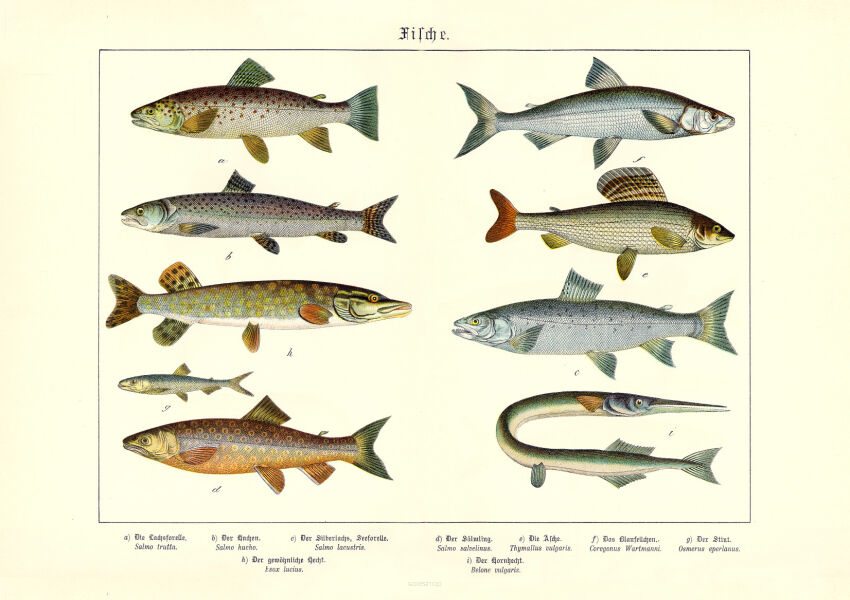 Plakat grafik ZWIERZĘTA Ryby REPRINT