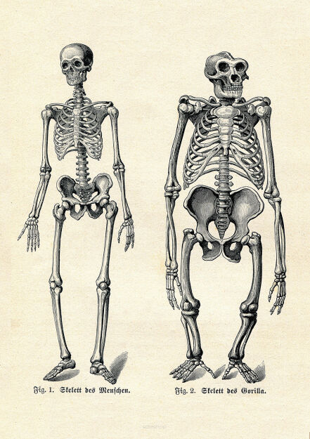 Plakat grafika ANATOMIA SZKIELET CZŁOWIEKA I GORYLA REPRINT