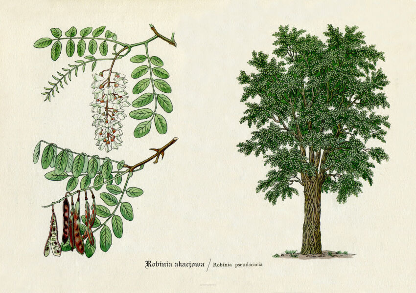 Plakat grafika ROŚLINY DENDROLOGIA Drzewa Robinia Akacjowa REPRINT