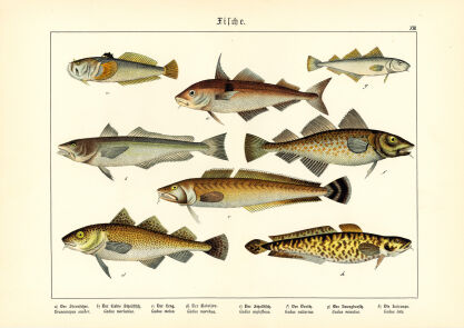 Plakat grafik ZWIERZĘTA Ryby REPRINT