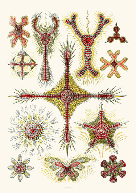 Plakat grafika Ernst Haeckel Formy Sztuki w przyrodzie 4 REPRINT