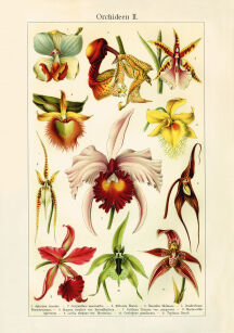 Plakat grafika ROŚLINY Orchidee REPRINT