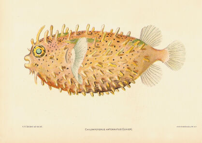 Plakat grafika ZWIERZĘTA Ryba morska Chilomycterus antennatus Fugu REPRINT