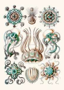 Plakat grafika Ernst Haeckel Formy Sztuki w przyrodzie 13 REPRINT