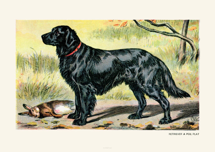 Plakat grafika ZWIERZĘTA Psy myśliwskie Flat-coated retriever REPRINT