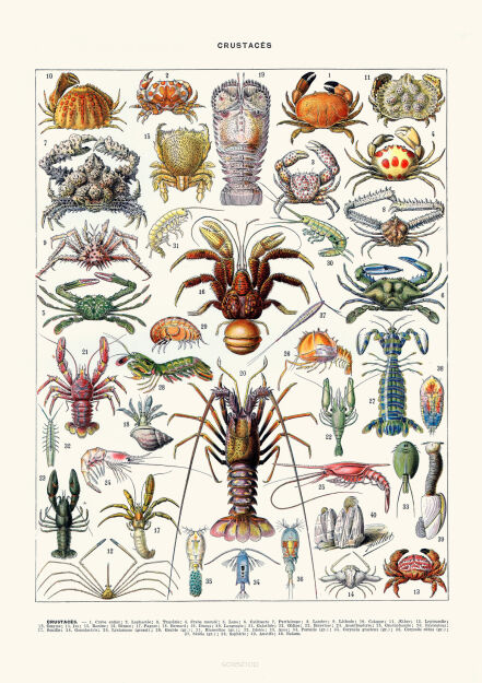 Plakat grafika PLANSZA FAUNA MORSKA Krab Homar Rak REPRINT