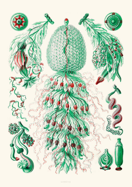 Plakat grafika Ernst Haeckel Formy Sztuki w przyrodzie 10 REPRINT