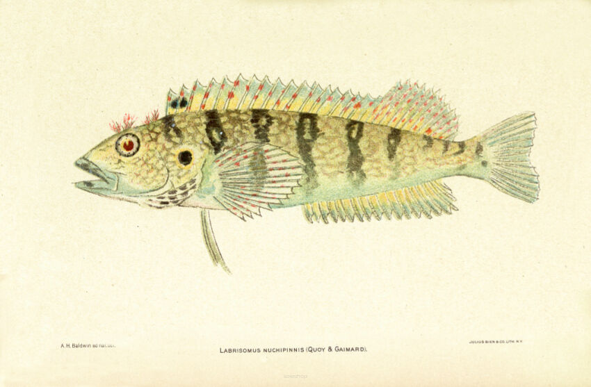 Plakat grafika ZWIERZĘTA Ryba morska Labrisomus nuchipinnis włochaty blenny REPRINT