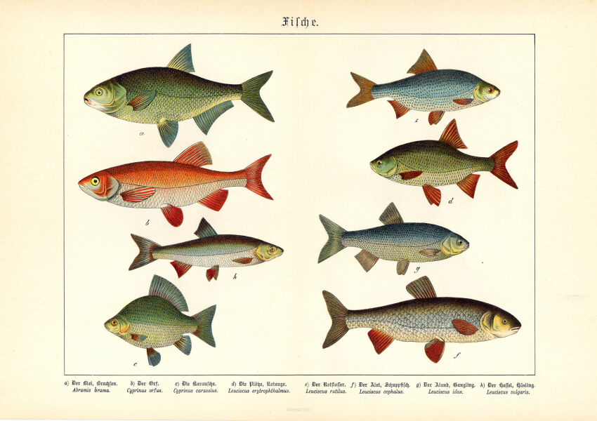 Plakat grafik ZWIERZĘTA Ryby REPRINT