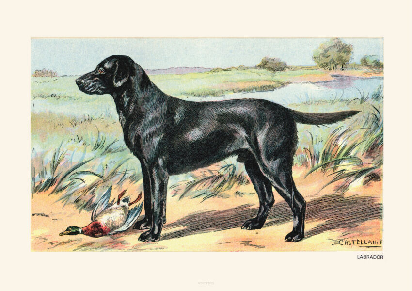 Plakat grafika ZWIERZĘTA Psy myśliwskie Labrador REPRINT