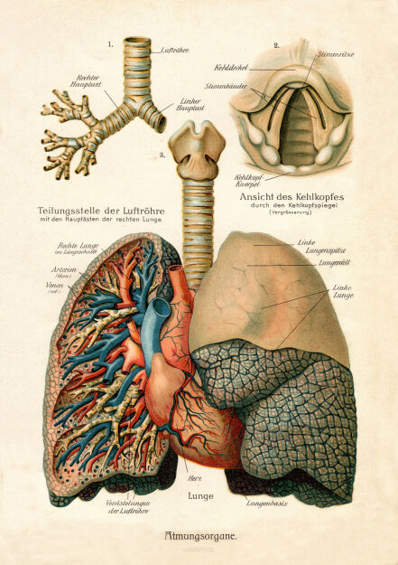 Plakat grafika ANATOMIA Płuca REPRINT