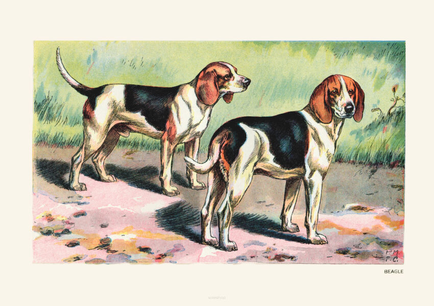 Plakat grafika ZWIERZĘTA Psy myśliwskie Beagle REPRINT