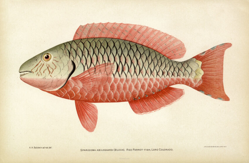 Plakat grafika ZWIERZĘTA Ryba morska Red Parrot Fish Pielęgnica papuzia REPRINT